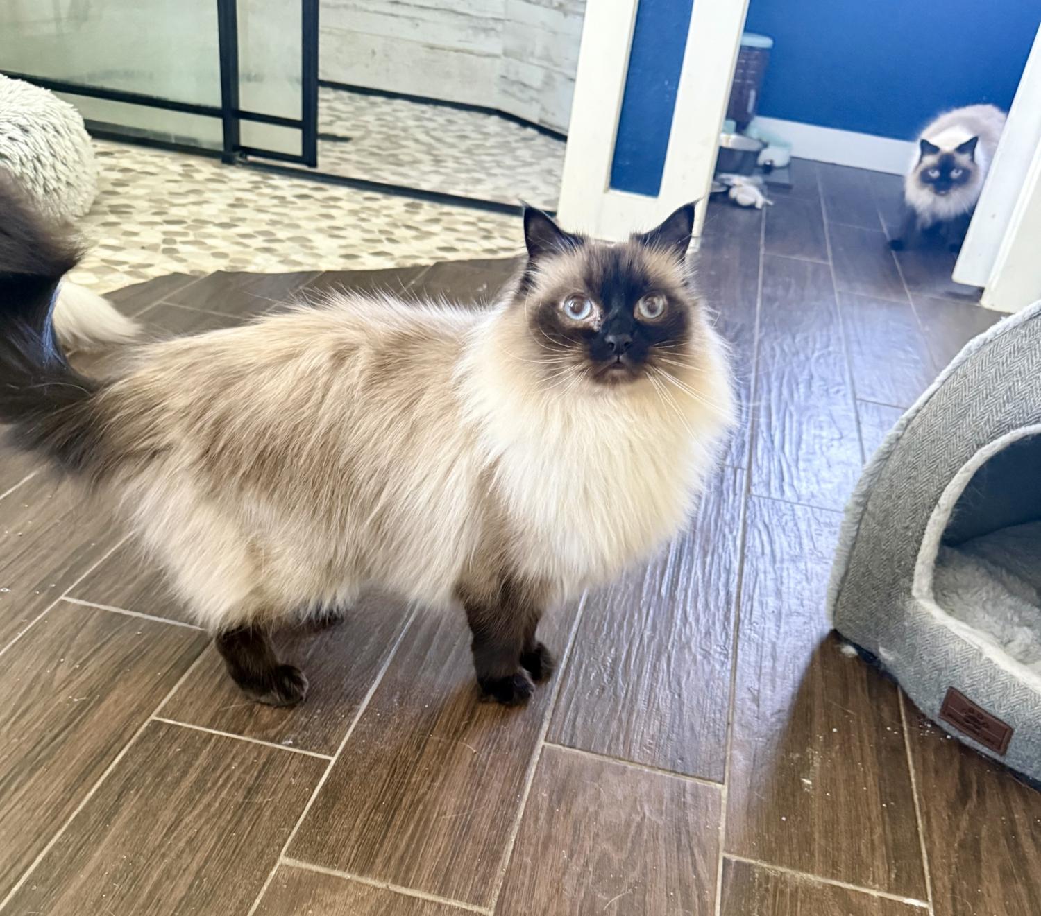 SKYLAR, a ADOPTABLE Ragdoll in Kenosha, WI image 4/5