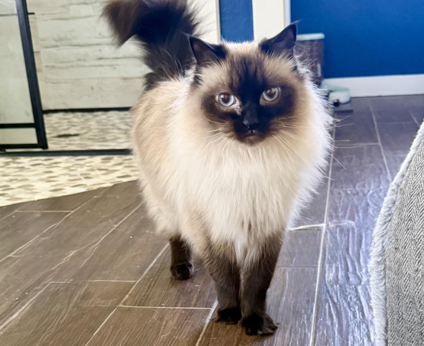 SKYLAR, a ADOPTABLE Ragdoll in Kenosha, WI image 3/5