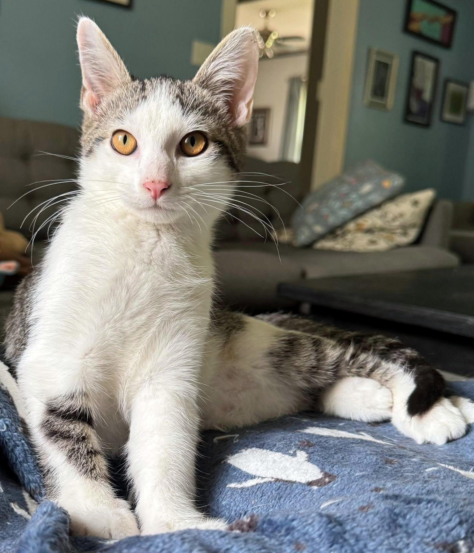 Enlarge Carl, a ADOPTABLE Domestic Short Hair in Pittsburgh, PA image 2/6
