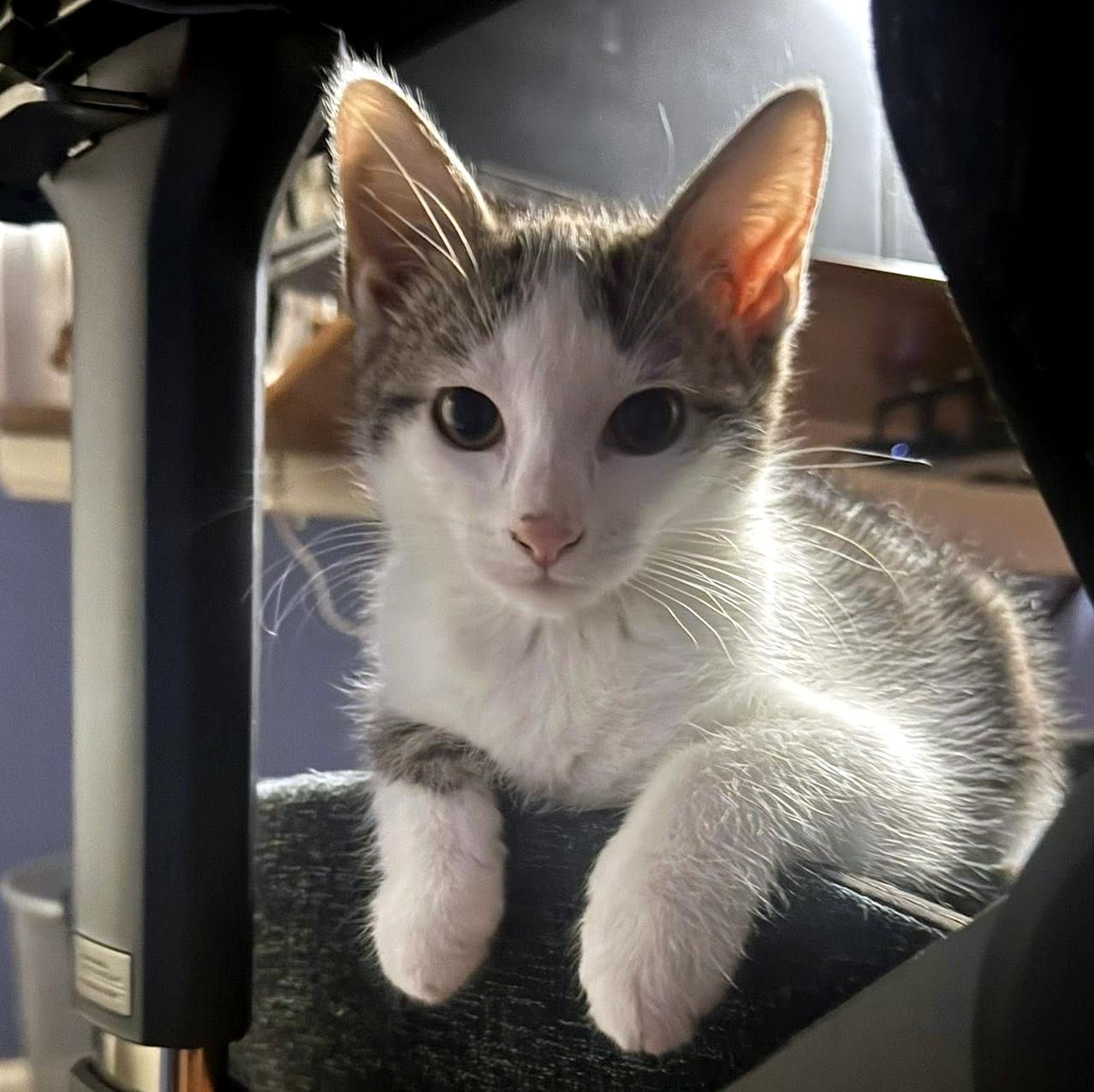 Enlarge Carl, a ADOPTABLE Domestic Short Hair in Pittsburgh, PA image 6/6