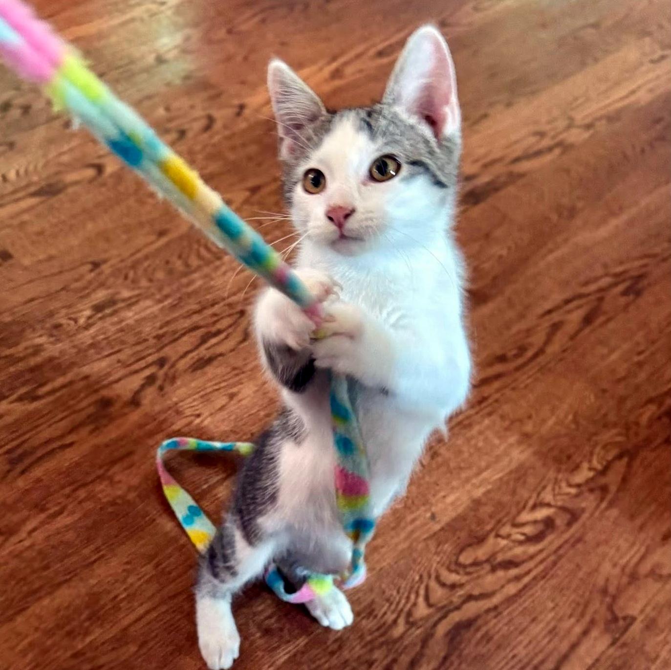Enlarge Carl, a ADOPTABLE Domestic Short Hair in Pittsburgh, PA image 4/6