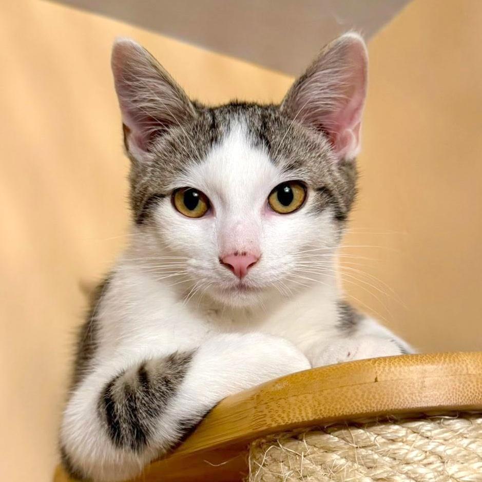 Enlarge Carl, a ADOPTABLE Domestic Short Hair in Pittsburgh, PA image 1/6