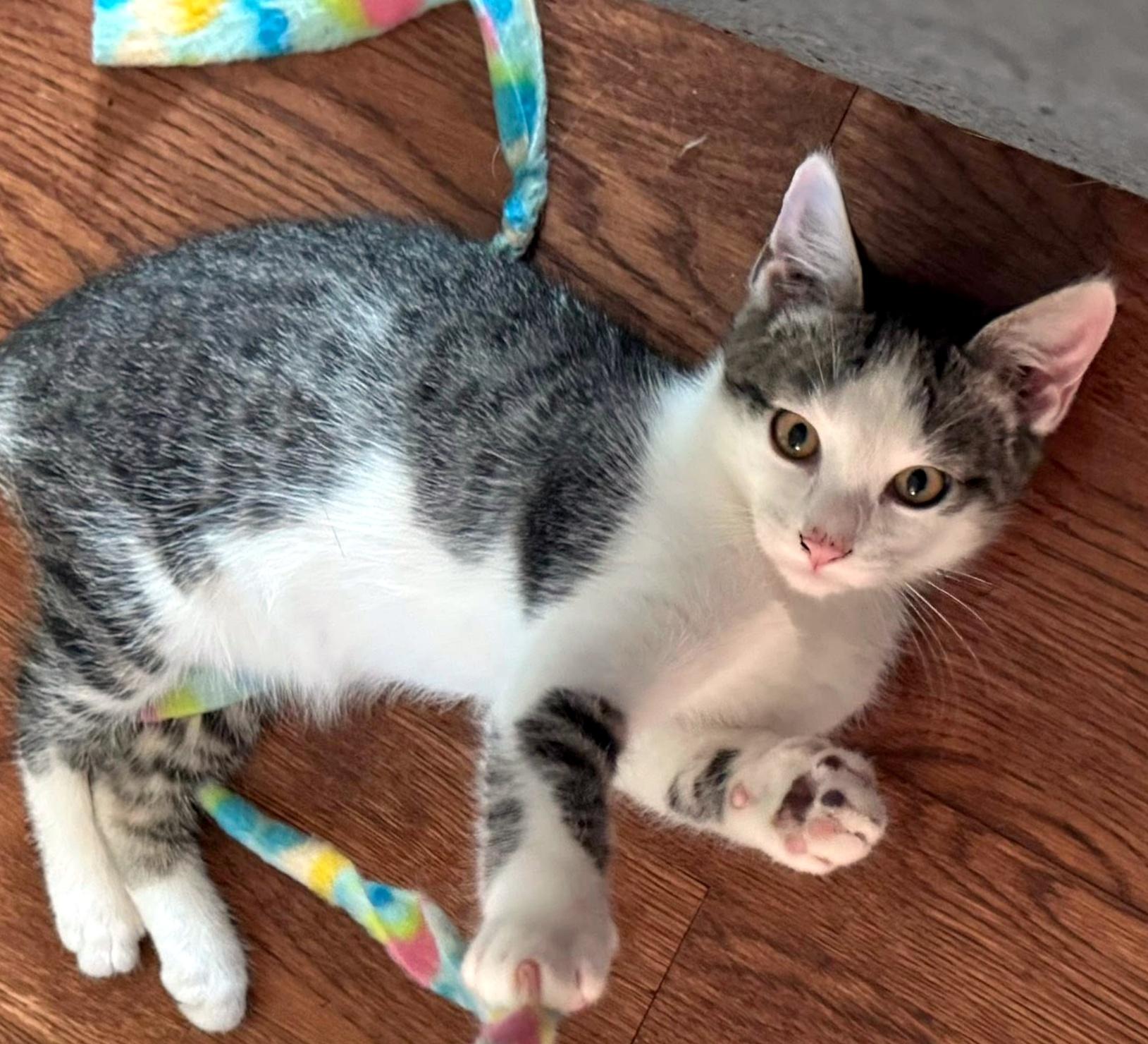 Enlarge Carl, a ADOPTABLE Domestic Short Hair in Pittsburgh, PA image 5/6