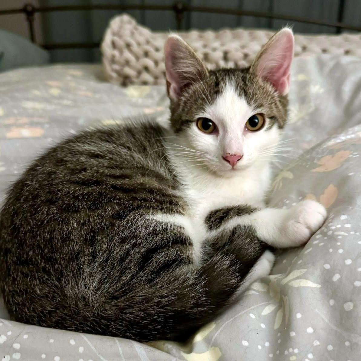 Enlarge Carl, a ADOPTABLE Domestic Short Hair in Pittsburgh, PA image 3/6