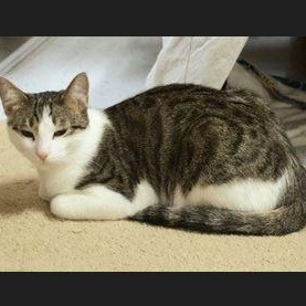 Oakley, a Adoptable Domestic Short Hair in Menasha, WI image 3/4