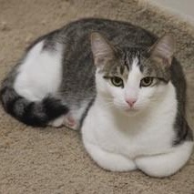 Oakley, a Adoptable Domestic Short Hair in Menasha, WI image 2/4