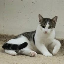 Oakley, Adoptable, Young Male Domestic Short Hair.