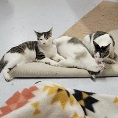 Oakley, a Adoptable Domestic Short Hair in Menasha, WI image 4/4