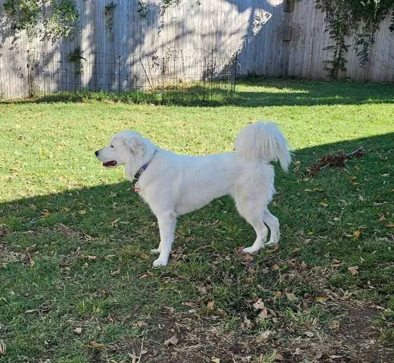 Enlarge Derpy Daisy, a Adoptable Great Pyrenees in Tulsa, OK image 2/6