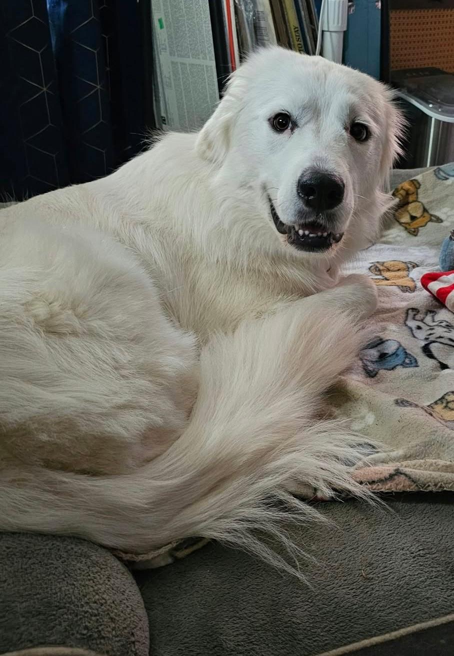 Enlarge Derpy Daisy, a Adoptable Great Pyrenees in Tulsa, OK image 6/6