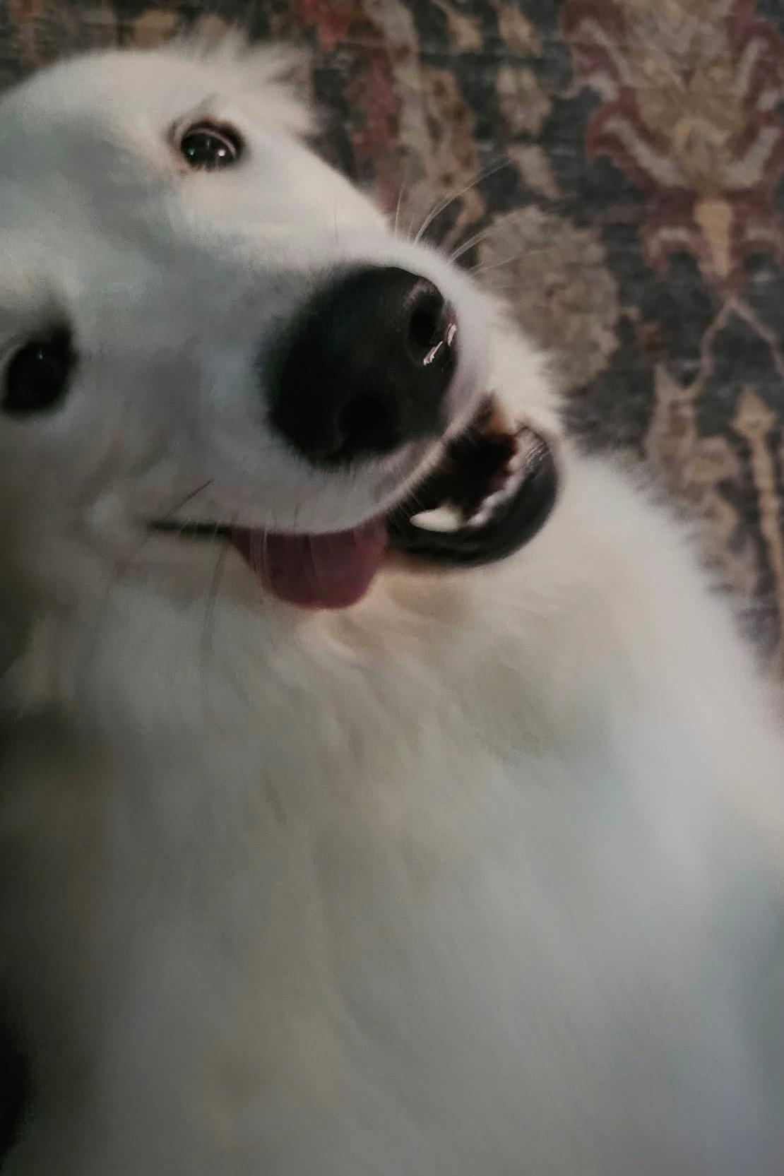 Enlarge Derpy Daisy, a Adoptable Great Pyrenees in Tulsa, OK image 5/6