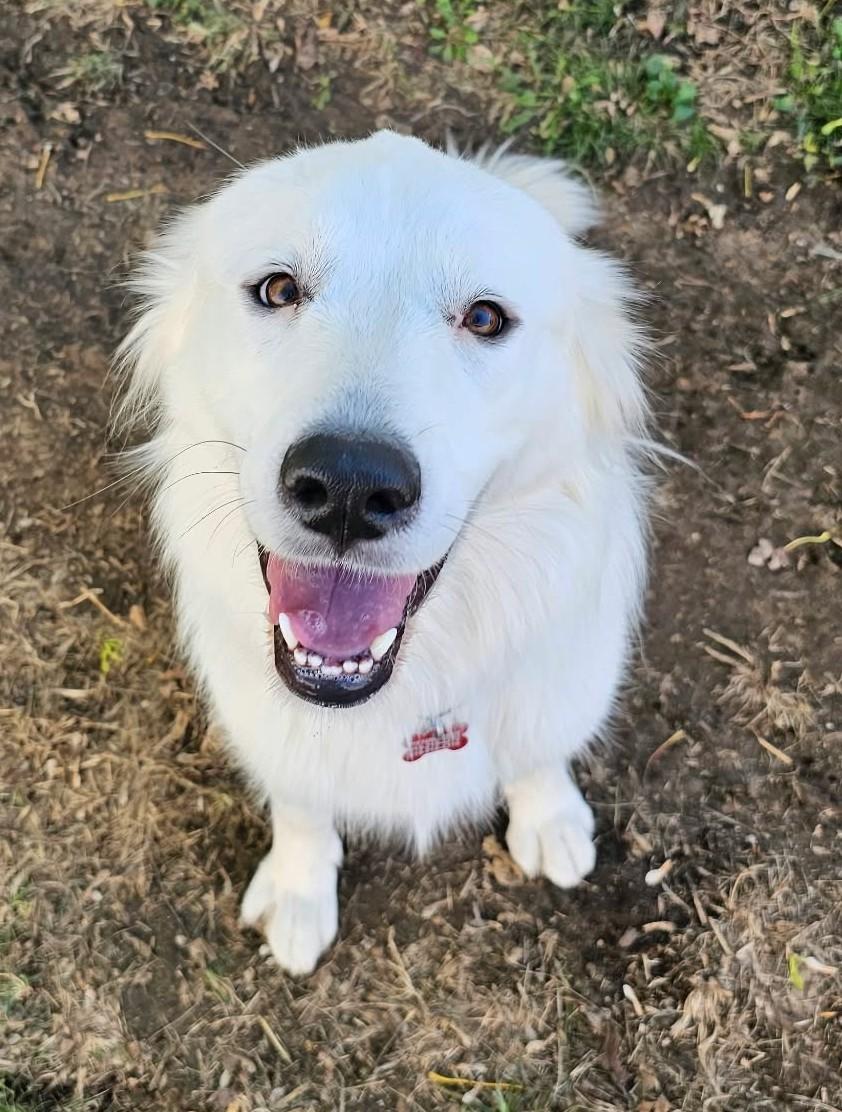 Derpy Daisy, Adoptable, Adult Female Great Pyrenees.