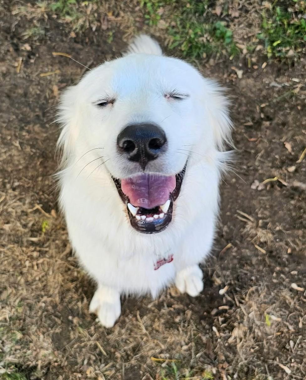 Enlarge Derpy Daisy, a Adoptable Great Pyrenees in Tulsa, OK image 4/6