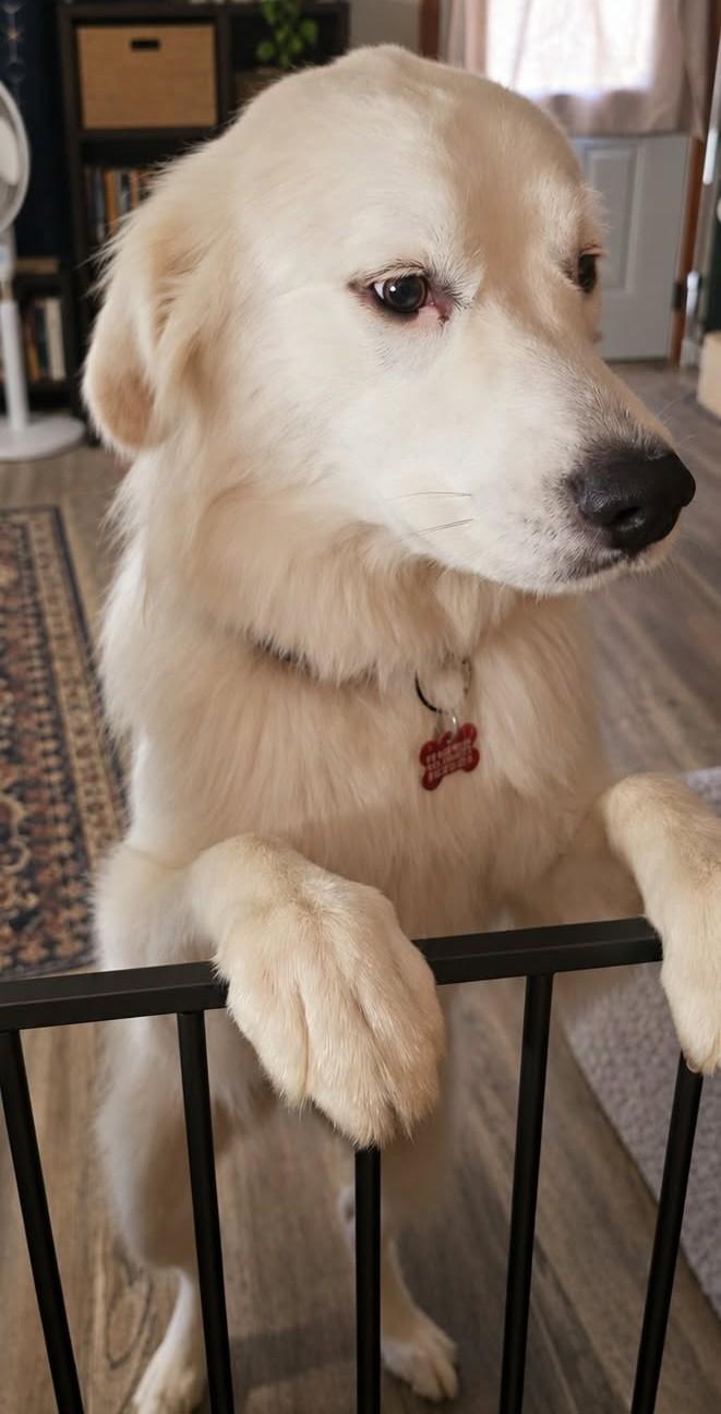 Enlarge Derpy Daisy, a Adoptable Great Pyrenees in Tulsa, OK image 3/6