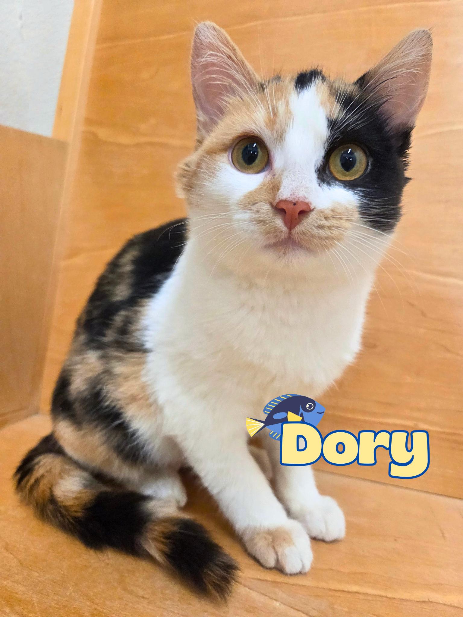 Enlarge Dory, a Adoptable Domestic Short Hair in Nevada, IA image 1/1
