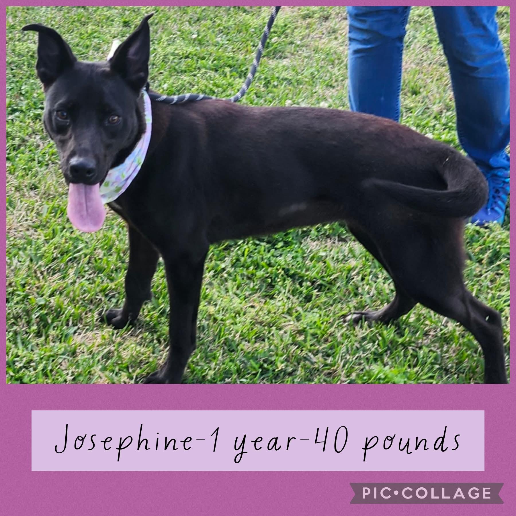 Josephine, Adoptable, Adult Female Shepherd.