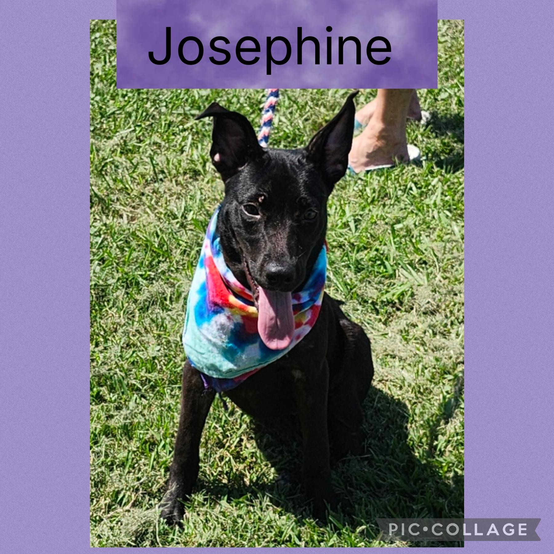 Enlarge Josephine, a Adoptable mixed breed in New Iberia, LA image 1/1