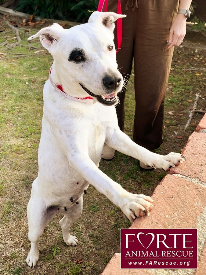 Stella, a ADOPTABLE mixed breed in Marina Del Rey, CA image 5/6