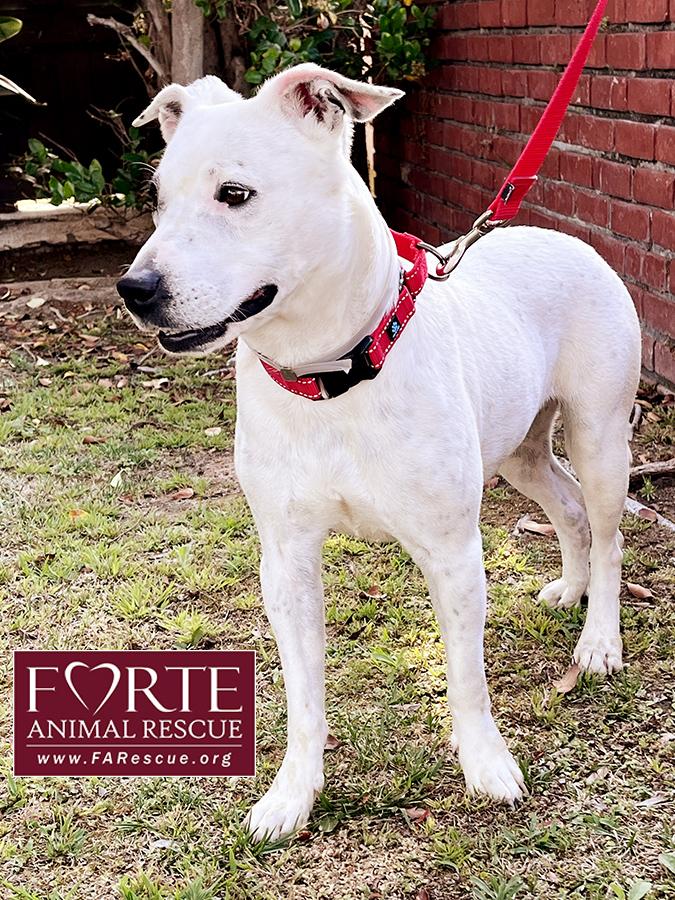 Stella, a ADOPTABLE mixed breed in Marina Del Rey, CA image 3/6