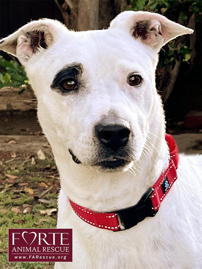 Stella, a ADOPTABLE mixed breed in Marina Del Rey, CA image 1/6