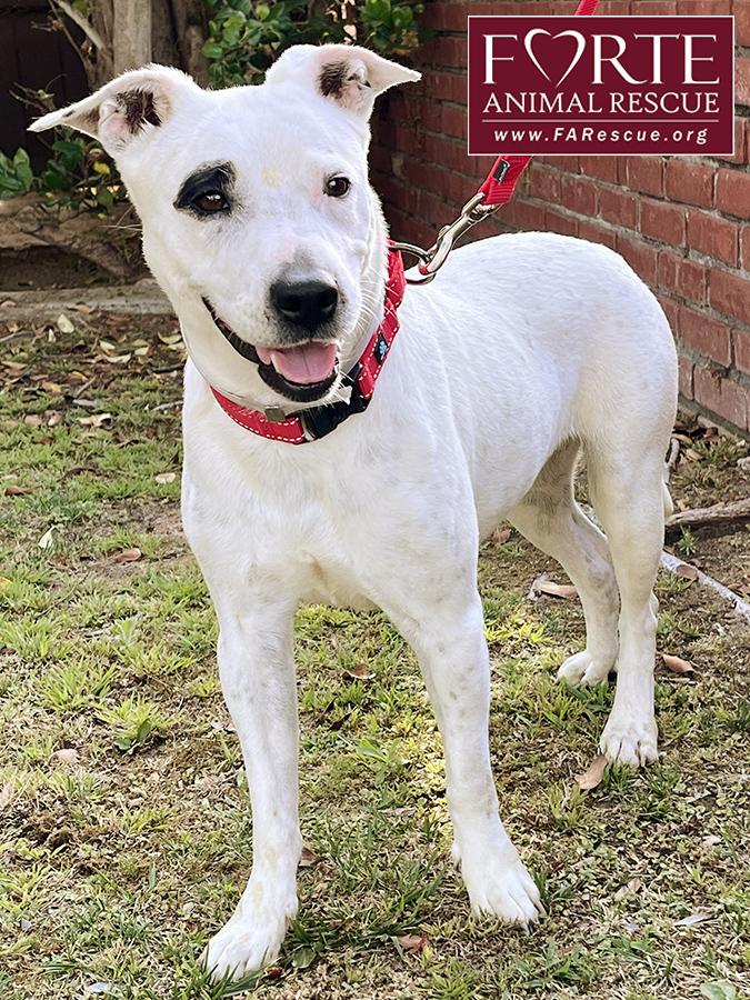 Stella, a ADOPTABLE mixed breed in Marina Del Rey, CA image 2/6