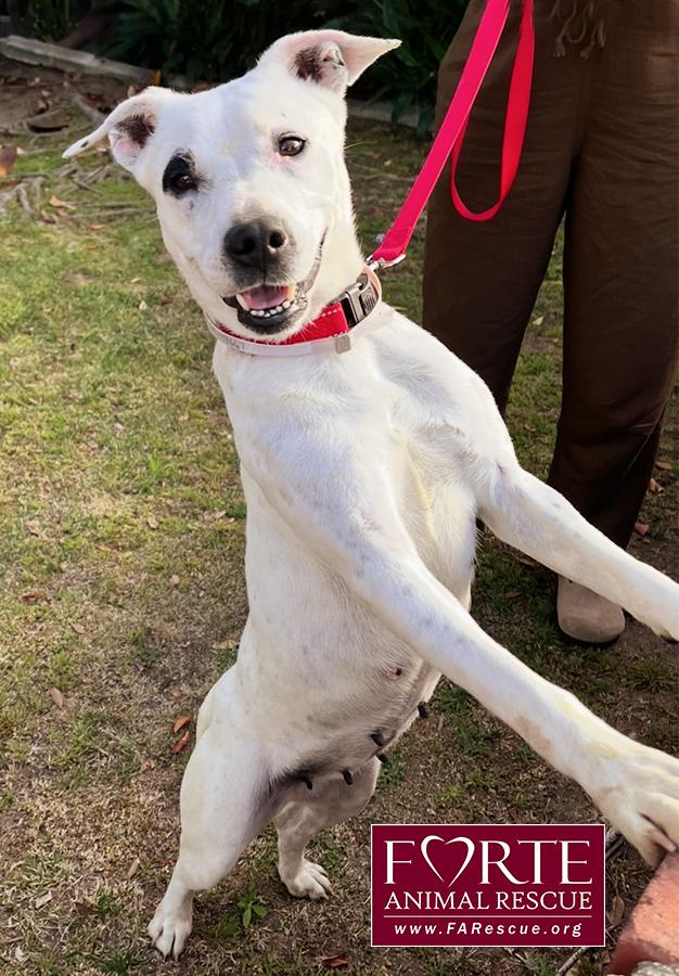 Stella, a ADOPTABLE mixed breed in Marina Del Rey, CA image 4/6