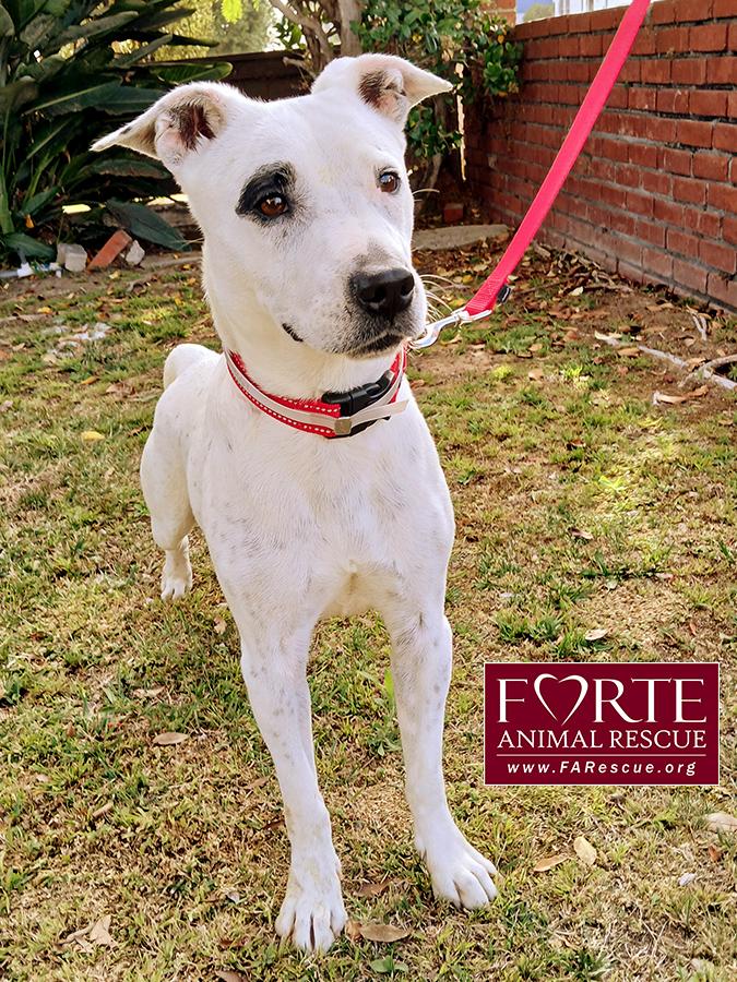 Stella, a ADOPTABLE mixed breed in Marina Del Rey, CA image 6/6