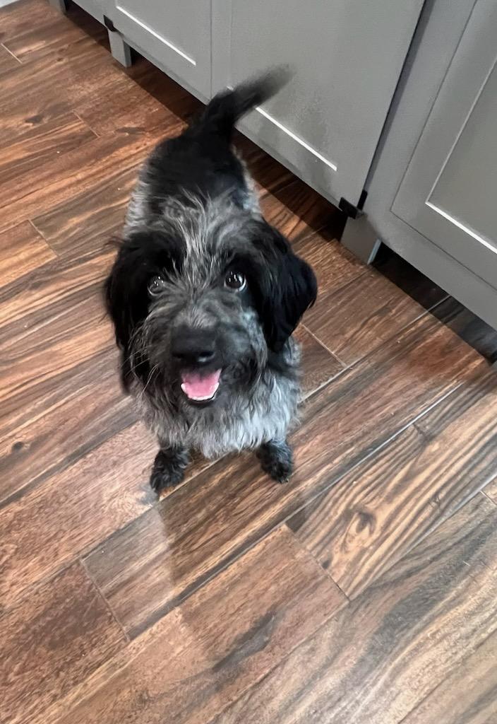 Fifi, a Adoptable Wirehaired Pointing Griffon in Colleyville, TX image 1/6
