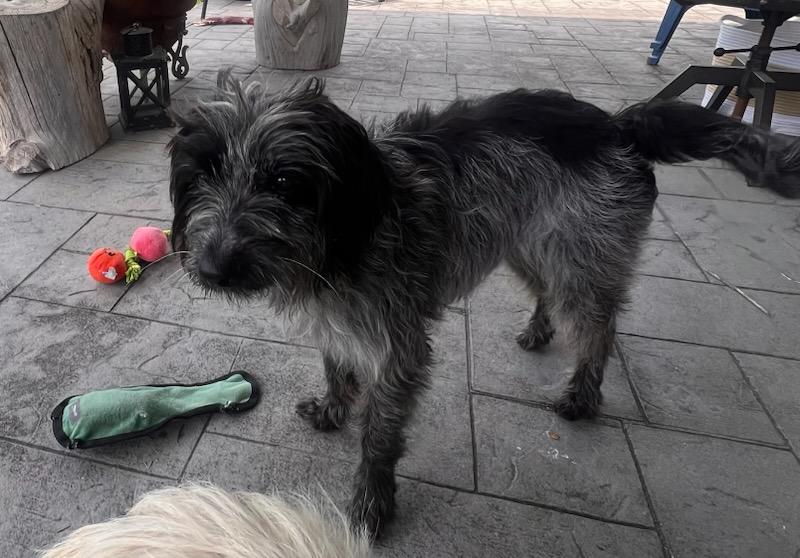 Fifi, a Adoptable Wirehaired Pointing Griffon in Colleyville, TX image 2/6