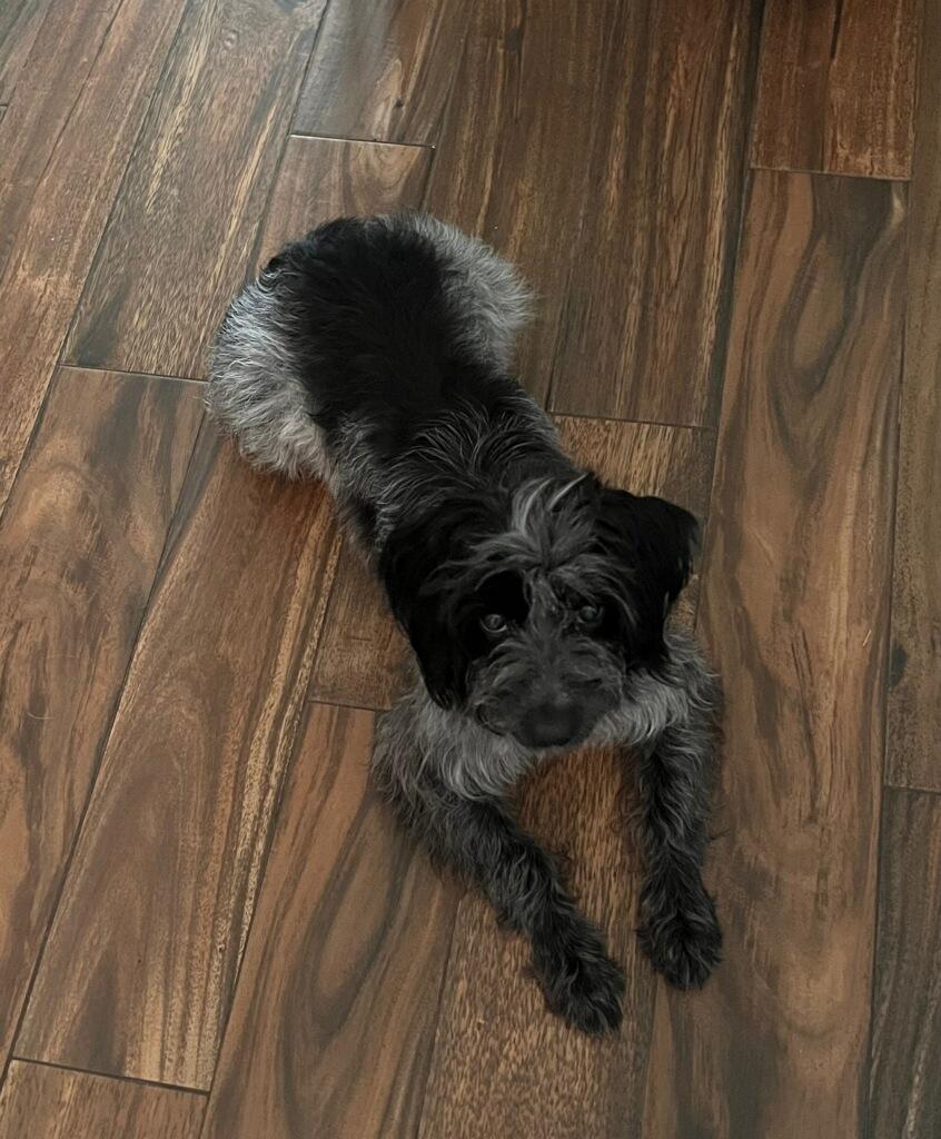 Fifi, a Adoptable Wirehaired Pointing Griffon in Colleyville, TX image 3/6