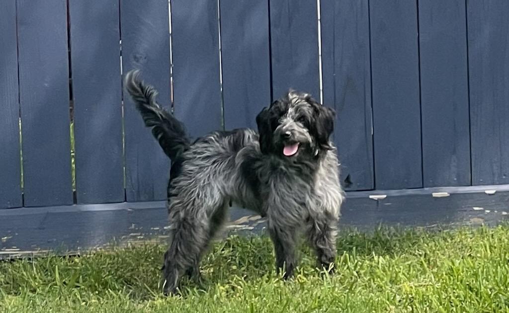 Fifi, a Adoptable Wirehaired Pointing Griffon in Colleyville, TX image 4/6