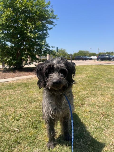 Fifi, a Adoptable Wirehaired Pointing Griffon in Colleyville, TX image 5/6