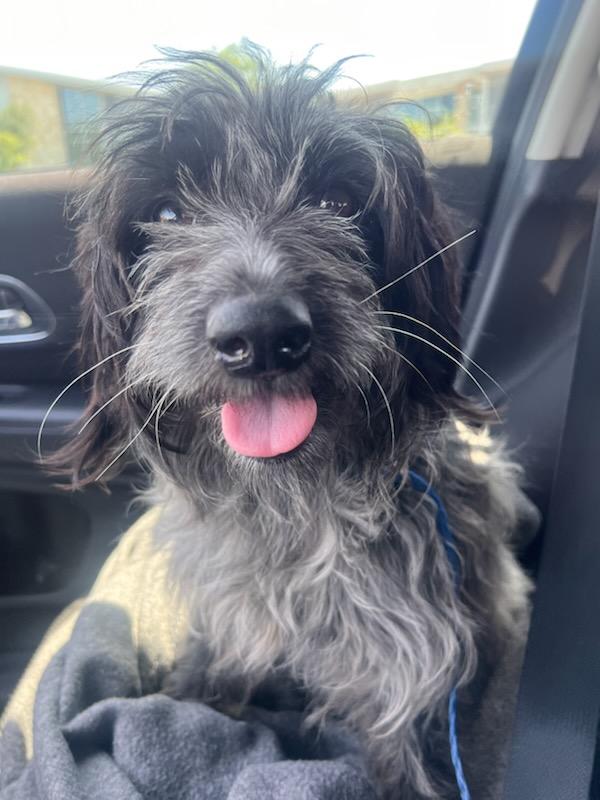 Fifi, a Adoptable Wirehaired Pointing Griffon in Colleyville, TX image 6/6