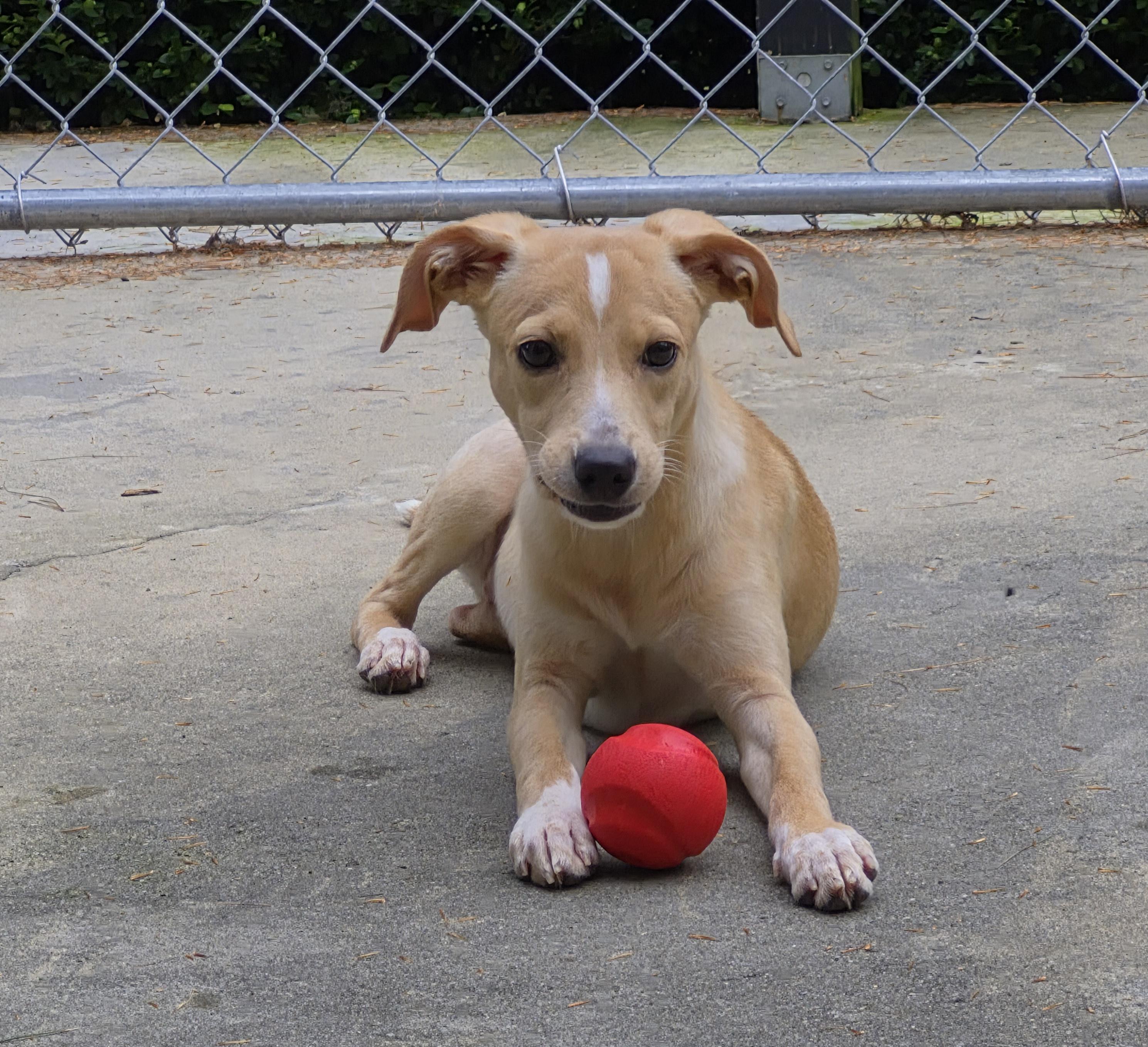 Enlarge Honey, a ADOPTABLE mixed breed in Brookville, PA image 1/1