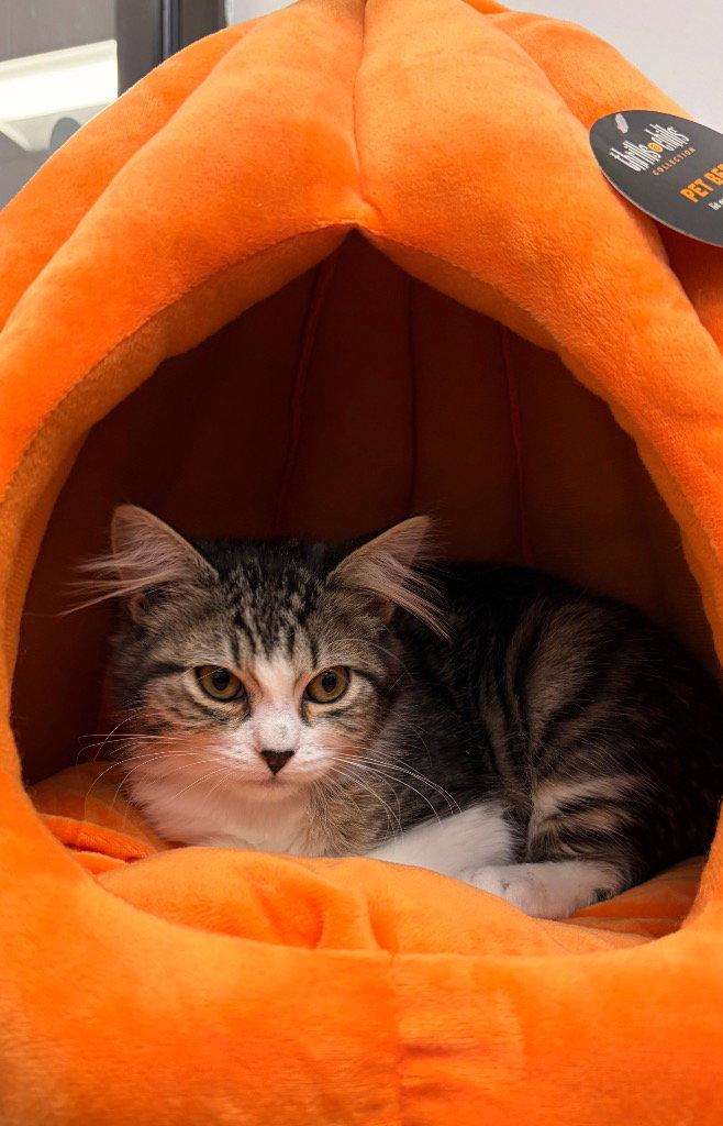 Dorthy, Adoptable, Kitten Female Domestic Short Hair.