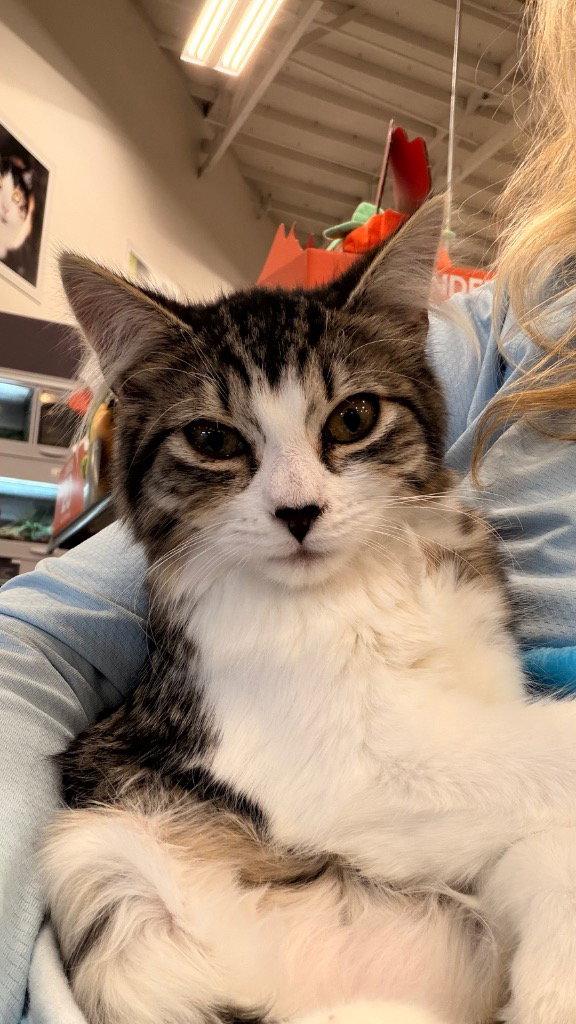 Enlarge Dorthy, a Adoptable Domestic Short Hair in Battle Ground, WA image 3/3