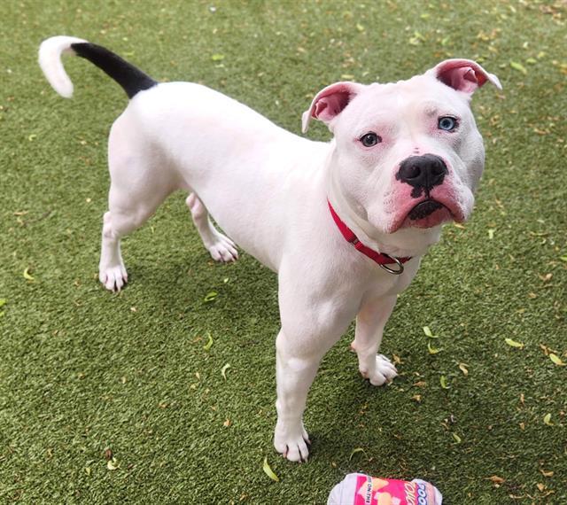 Enlarge BANDIT, a Adoptable mixed breed in Minneapolis, MN image 1/1