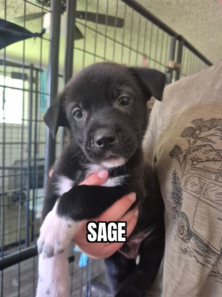 Sage