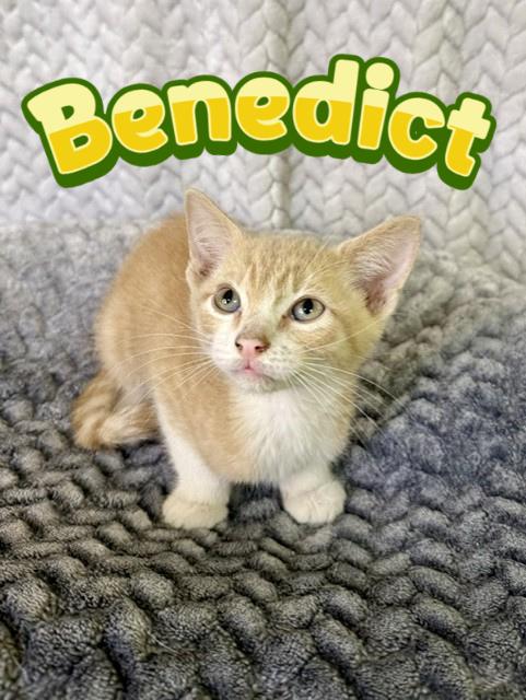 Benedict, ADOPTABLE, Kitten Male Domestic Short Hair.
