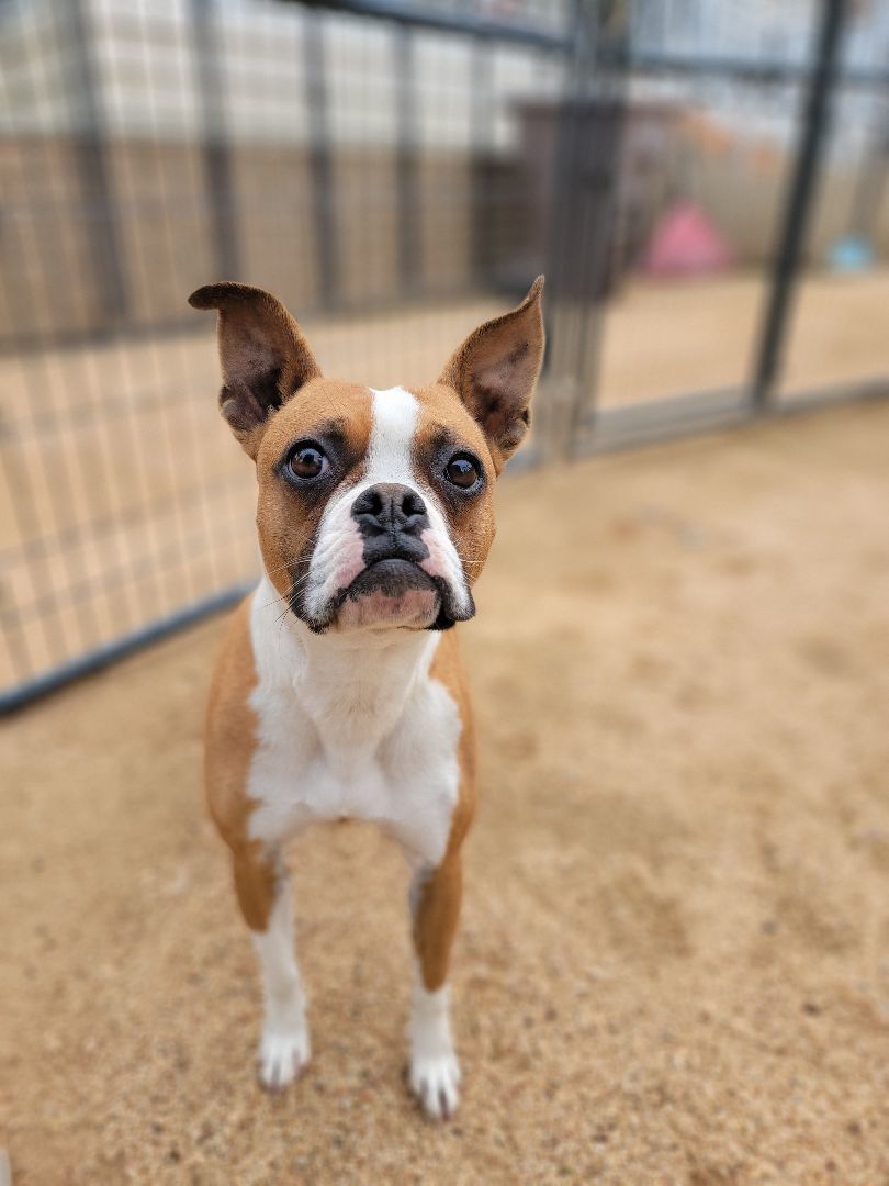 Janet, Adopted, Young Female Boxer & Boston Terrier.