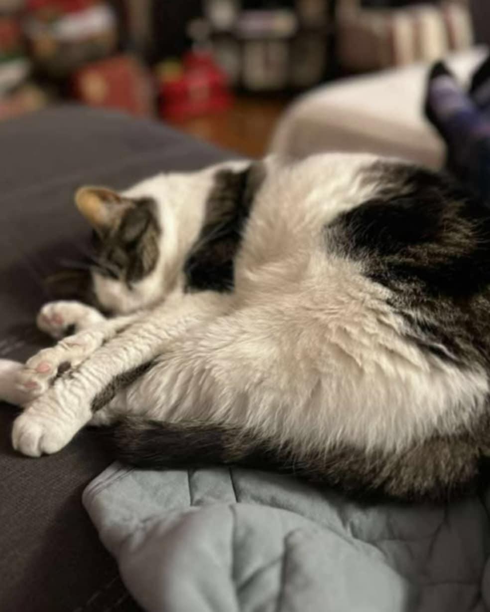 Ella, a Adoptable Domestic Short Hair in Fredericton, NB image 1/6