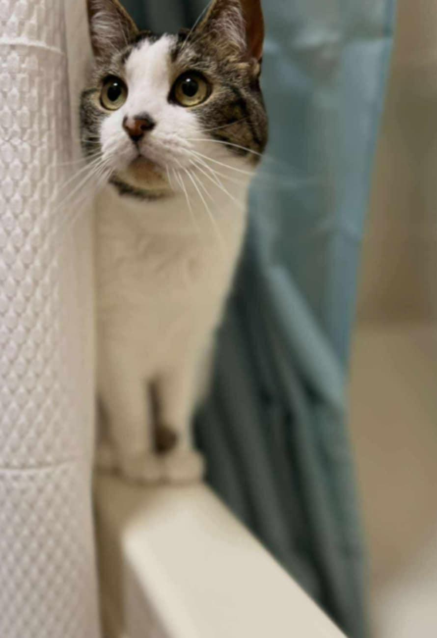 Ella, a Adoptable Domestic Short Hair in Fredericton, NB image 2/6