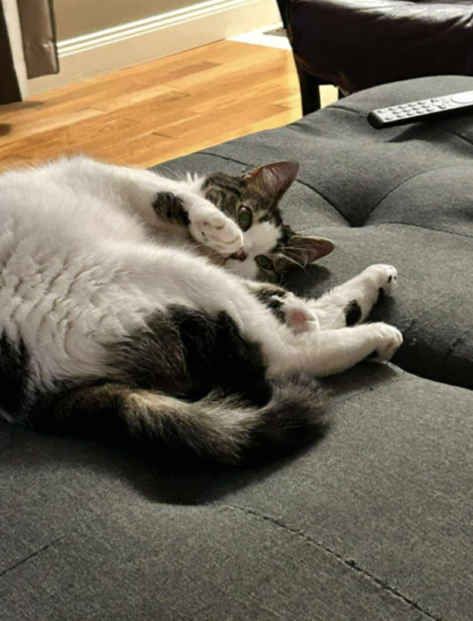 Ella, a Adoptable Domestic Short Hair in Fredericton, NB image 3/6