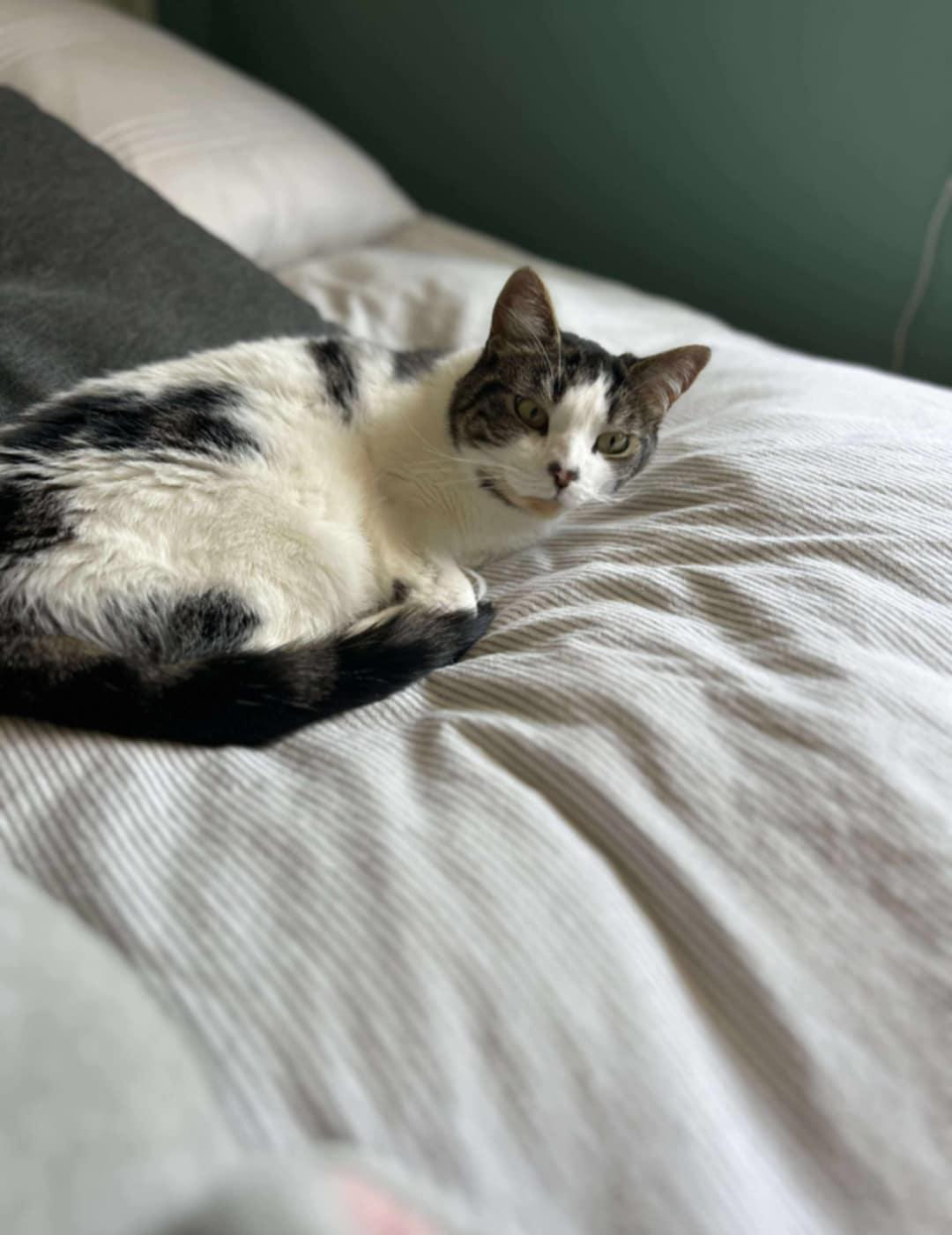 Ella, a Adoptable Domestic Short Hair in Fredericton, NB image 4/6