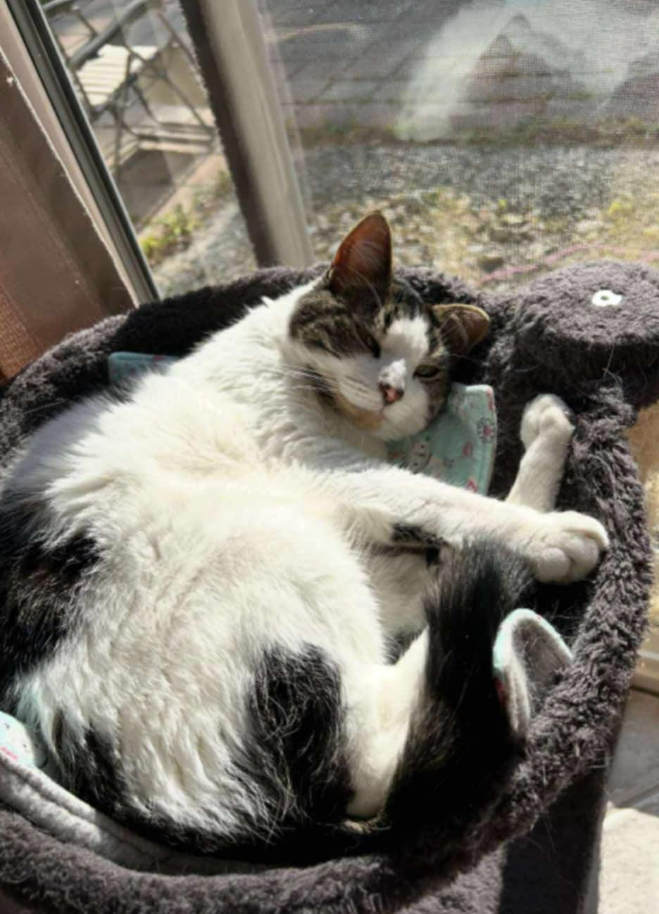 Ella, an adoptable Domestic Short Hair in Fredericton, NB, E3B 1K8 | Photo Image 1