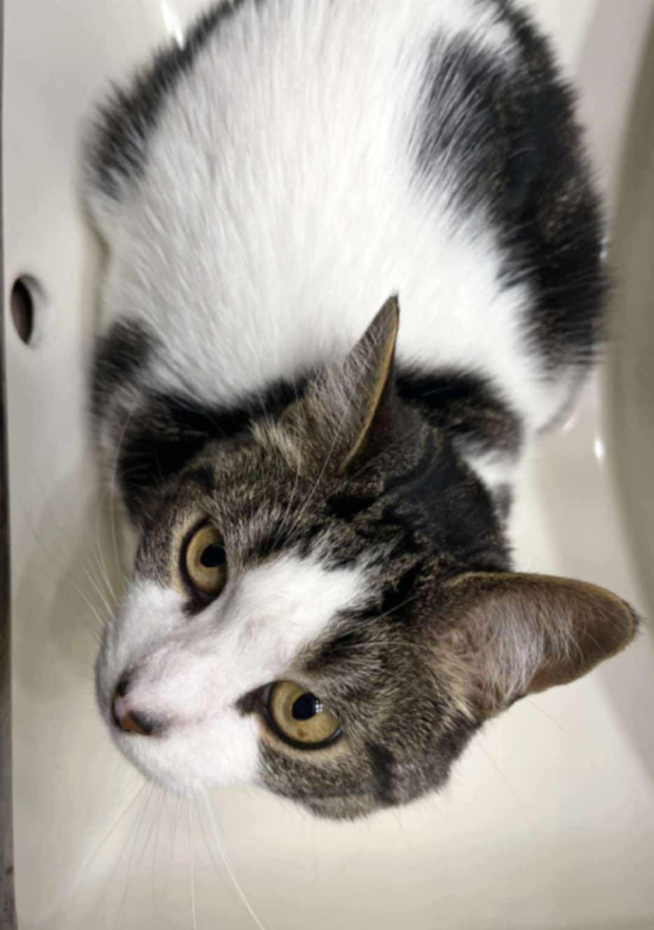 Ella, an adoptable Domestic Short Hair in Fredericton, NB, E3B 1K8 | Photo Image 2