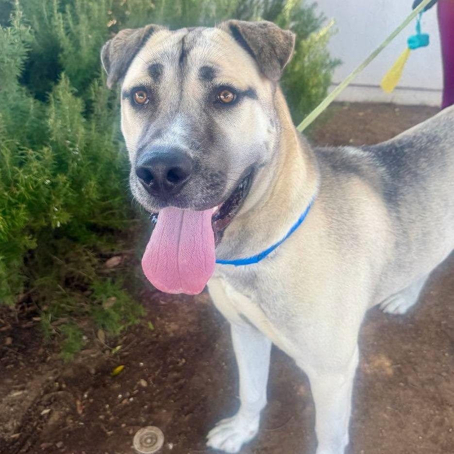 Captain Rex, Adoptable, Adult Male Shepherd & Mixed Breed.