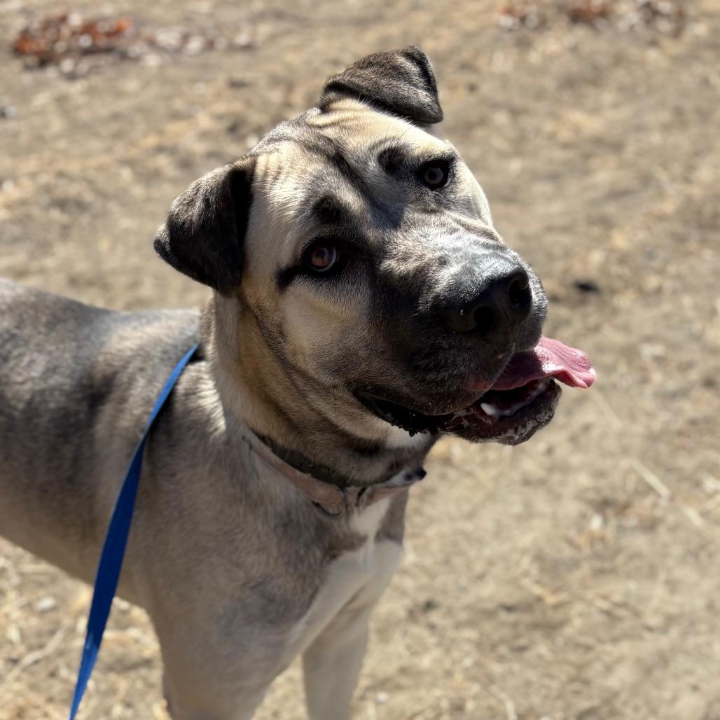 Enlarge Captain Rex, a Adoptable mixed breed in San Jacinto, CA image 2/6