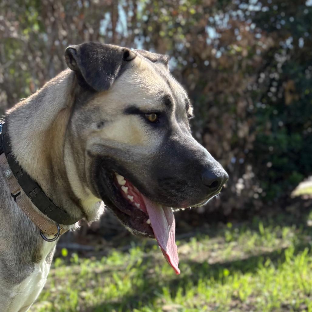 Enlarge Captain Rex, a Adoptable mixed breed in San Jacinto, CA image 3/6
