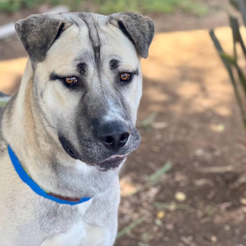 Enlarge Captain Rex, a Adoptable mixed breed in San Jacinto, CA image 4/6